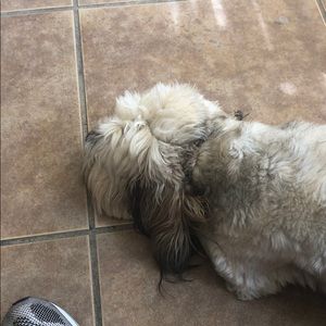 Meet your Posher, Gus